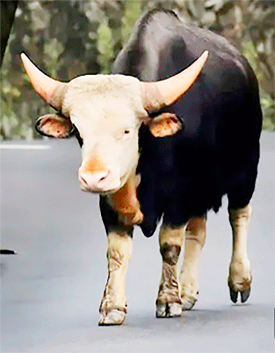 à¦—à¦°à§à¦° à¦¬à¦¿à¦•à¦²à§à¦ª à¦—à§Ÿà¦¾à¦² : à¦¬à§‡à¦¶à¦¿ à¦¸à§à¦¬à¦¾à¦¦ à¦¬à§‡à¦¶à¦¿ à¦®à¦¾à¦‚à¦¸ à¦¬à§‡à¦¶à¦¿ à¦²à¦¾à¦­