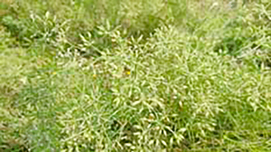 à¦šà¦²à¦¨à¦¬à¦¿à¦²à§‡ à¦ªà¦°à§€à¦•à§à¦·à¦¾à¦®à§‚à¦²à¦• à¦œà¦¿à¦°à¦¾ à¦šà¦¾à¦·