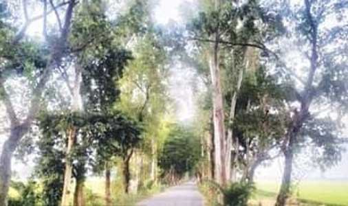 à¦†à¦Ÿ à¦•à¦¿à¦²à§‹à¦®à¦¿à¦Ÿà¦¾à¦° à¦¸à§œà¦•à§‡ à¦•à¦¾à¦Ÿà¦¾ à¦¹à¦¬à§‡ à¦šà¦¾à¦° à¦¹à¦¾à¦œà¦¾à¦° à¦—à¦¾à¦› à¦ªà¦¾à¦–à¦¿à¦°à¦¾ à¦¹à¦¾à¦°à¦¾à¦¬à§‡ à¦¤à¦¾à¦¦à§‡à¦° à¦†à¦¬à¦¾à¦¸à¦¸à§à¦¥à¦²