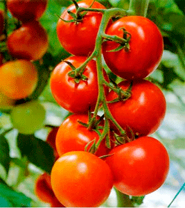 à¦†à¦§à§à¦¨à¦¿à¦• à¦ªà¦¦à§à¦§à¦¤à¦¿à¦¤à§‡ à¦Ÿà¦®à§‡à¦Ÿà§‹ à¦šà¦¾à¦·à§‡ à¦²à¦¾à¦­à¦¬à¦¾à¦¨ à¦•à§ƒà¦·à¦•