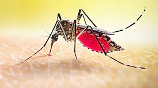 à¦ à¦¬à¦›à¦° à¦¡à§‡à¦™à§à¦—à§à¦¤à§‡ à¦ªà§à¦°à¦¾à¦£ à¦—à§‡à¦²à§‹ à§©à§¨à§¦ à¦œà¦¨à§‡à¦°