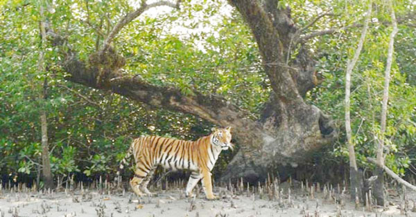 à¦­à¦¾à¦²à§‹ à¦¨à§‡à¦‡ à¦®à§à¦¯à¦¾à¦¨à¦—à§à¦°à§‹à¦­ à¦¸à§à¦¨à§à¦¦à¦°à¦¬à¦¨
